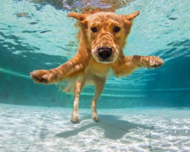 Leicestershire leisure centre unveils doggy splash sessions